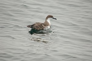 Shearwater, Greater, 2006-07081653 Hyannis, MA